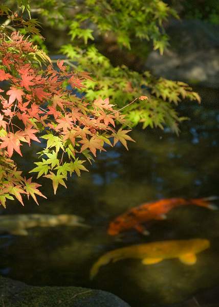 Clover 5 Crop.jpg - Maple and Carp